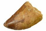 Serrated, Carcharodontosaurus Tooth - Real Dinosaur Tooth #351612-1